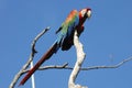 Macaw Colorful Plumage - Venezuela Royalty Free Stock Photo