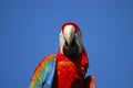 Macaw Colorful Plumage - Venezuela Royalty Free Stock Photo