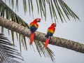 2 Macaw birds on a palm tree Drake Bay Views around Costa Rica Royalty Free Stock Photo