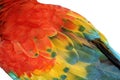 Macaw Feather Royalty Free Stock Photo