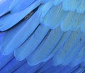 Macaw feather closeup Royalty Free Stock Photo