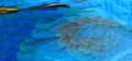 Macaw feathers background