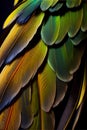 Macaw feathers, detail of a bird wing, beautiful photo digital picture