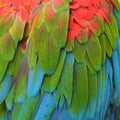 Macaw feathers Royalty Free Stock Photo