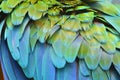 Macaw feathers Royalty Free Stock Photo