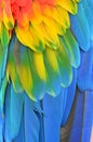 Macaw feathers Royalty Free Stock Photo