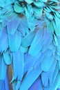 Macaw feathers Royalty Free Stock Photo