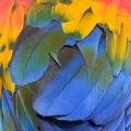 Macaw feathers Royalty Free Stock Photo