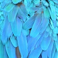 Macaw feathers Royalty Free Stock Photo