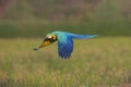 Macaw flying on green background Royalty Free Stock Photo