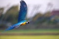 Macaw flying on green background Royalty Free Stock Photo