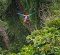 Macaw flying in a tree Drake Bay Views around Costa Rica Royalty Free Stock Photo