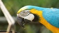 Macaw on green background in Ecuadorian amazon. Common names: Guacamayo or Papagayo