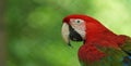 Macaw on green background in Ecuadorian amazon. Common names: Guacamayo or Papagayo