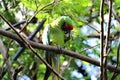 Macaw Guacamayo militar Royalty Free Stock Photo