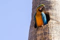 A macaw inside a hole in the trunk. Royalty Free Stock Photo