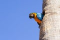 A macaw inside a hole in the trunk. Royalty Free Stock Photo