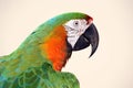 Macaw head shot Royalty Free Stock Photo