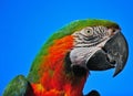 Macaw head shot Royalty Free Stock Photo