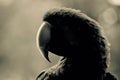 Macaw head silhouette Royalty Free Stock Photo