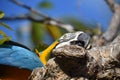Macaw With His Beak on a Branch Up Close Royalty Free Stock Photo