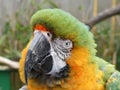 MaCaw with his head tilted