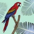 Macaw illustration drawn in pen with digital color