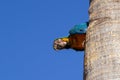 A macaw inside a hole in the trunk. Royalty Free Stock Photo