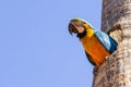 A macaw inside a hole in the trunk. Royalty Free Stock Photo