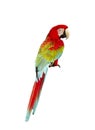 Macaw isolated Royalty Free Stock Photo