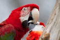 Macaw Jousting Royalty Free Stock Photo