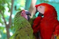 Macaw love - A red & a green parrot looking lovingly towards each other & talking, Roatan, Honduras, Central America Royalty Free Stock Photo