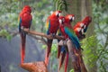 Macaw