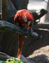 Macaw