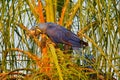 Macaw on palm tree. Beautiful rare bird in the nature habitat. Wildlife Brazil, macaw in wild nature. Hyacinth Macaw, Anodorhynchu