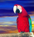 Macaw papagay against dawn sky Royalty Free Stock Photo