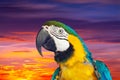 Macaw papagay against sunset sky Royalty Free Stock Photo