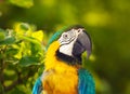 Macaw papagay at nature Royalty Free Stock Photo