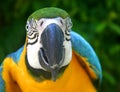 Macaw Parrot Royalty Free Stock Photo