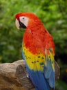 Macaw parrot Royalty Free Stock Photo