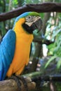 Macaw parrot