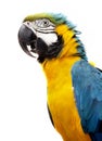 Macaw parrot Royalty Free Stock Photo