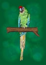 Macaw Parrot Bird Handmade Art Vector Illustration Royalty Free Stock Photo