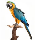 Macaw Parrot bird isolated on white Royalty Free Stock Photo