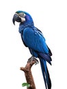 Macaw Parrot bird isolated on white Royalty Free Stock Photo