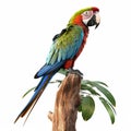 Macaw Parrot bird isolated on white Royalty Free Stock Photo