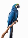 Macaw Parrot bird isolated on white Royalty Free Stock Photo