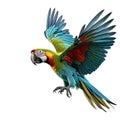 Macaw Parrot bird isolated on white Royalty Free Stock Photo