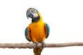 Macaw parrot bird smile catch on wood tree branch colorful animal isolated on white background with clipping path