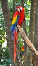 Macaw parrot bird Royalty Free Stock Photo